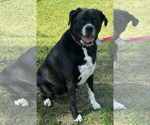 Boxer-Unknown Mix Dogs for adoption in Rockaway, NJ, USA