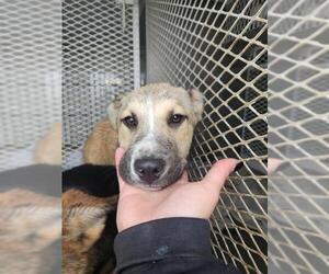 German Shepherd Dog Dogs for adoption in Bakersfield, CA, USA