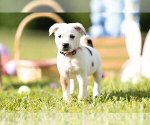 Australian Shepherd-Unknown Mix Dogs for adoption in Garner, NC, USA