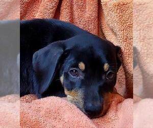 Black and Tan Coonhound-Redbone Coonhound Mix Dogs for adoption in Griffin, GA, USA