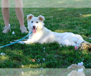 Mutt Dogs for adoption in Evansville, IN, USA