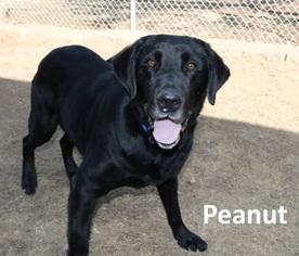 Labrador Retriever Dogs for adoption in Mountain View, AR, USA