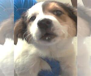 Border Collie Dogs for adoption in Fayetteville, NC, USA