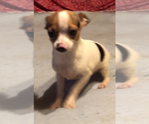 Chihuahua Dogs for adoption in Waldron, AR, USA