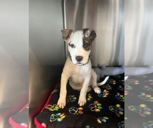 Bull Terrier-Pointer Mix Dogs for adoption in Foristell, MO, USA