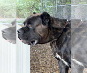 Mastiff Dogs for adoption in Goodyear, AZ, USA
