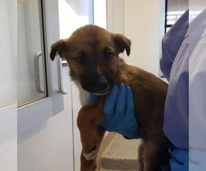 Labrador Retriever Dogs for adoption in Kanab, UT, USA