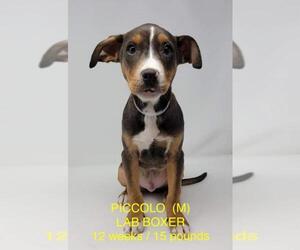 Boxador Dogs for adoption in pomfret, CT, USA
