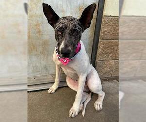 Catahoula Leopard Dog-Unknown Mix Dogs for adoption in Tulsa, OK, USA