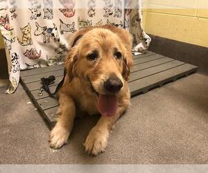 Golden Retriever Dogs for adoption in Forestville, MD, USA