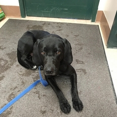 Labrador Retriever Dogs for adoption in Batavia, NY, USA