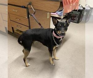 German Shepherd Dog-Unknown Mix Dogs for adoption in Modesto, CA, USA