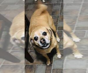 Puggle Dogs for adoption in Wilmington, DE, USA