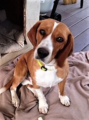 Beagle Dogs for adoption in Murphy, NC, USA