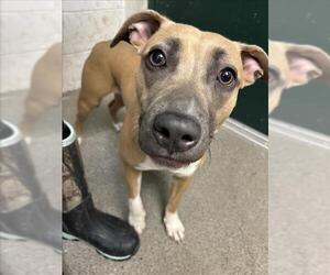 American Pit Bull Terrier-Unknown Mix Dogs for adoption in Woodland, CA, USA