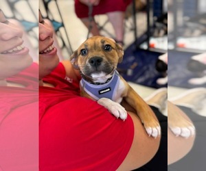 American Staffordshire Terrier-Unknown Mix Dogs for adoption in Holly Springs, NC, USA
