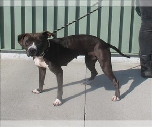 American Pit Bull Terrier Dogs for adoption in Louisville, KY, USA