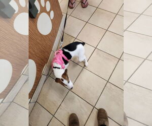 Mutt Dogs for adoption in Virginia Beach, VA, USA