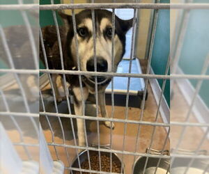 Siberian Husky Dogs for adoption in Texas City, TX, USA