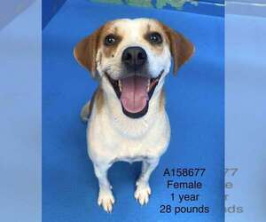 Chihuahua-Unknown Mix Dogs for adoption in Calgary, Alberta, Canada