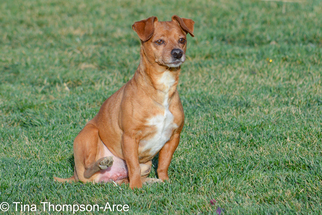 Miniature Pinscher Dogs for adoption in Hesperia, CA, USA