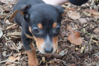 Doxie-Pin Dogs for adoption in SHERBURNE, NY, USA