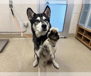 Siberian Husky-Unknown Mix Dogs for adoption in Grand Prairie, TX, USA