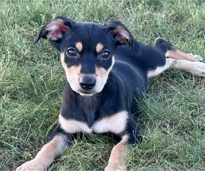 Miniature Pinscher-Unknown Mix Dogs for adoption in Genesee, WI, USA