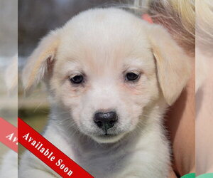Chihuahua-Unknown Mix Dogs for adoption in Huntley, IL, USA
