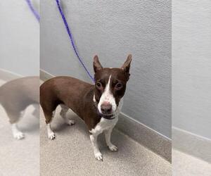 Mutt Dogs for adoption in Las Vegas, NV, USA