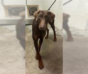 Doberman Pinscher Dogs for adoption in San Andreas, CA, USA