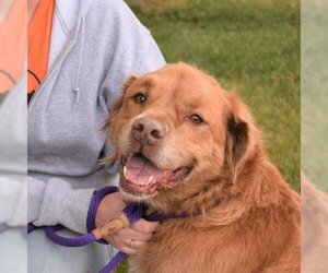 Golden Retriever-Unknown Mix Dogs for adoption in Nashville, IN, USA