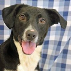 Lab-Pointer Dogs for adoption in Waynesboro, PA, USA