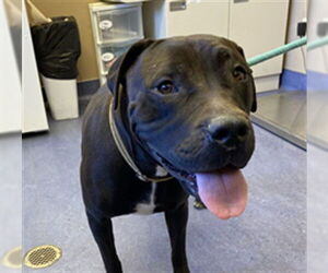 Mastiff Dogs for adoption in Santa Maria, CA, USA