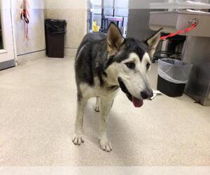Siberian Husky-Unknown Mix Dogs for adoption in Riverside, CA, USA