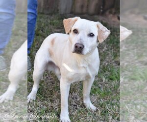 Sheprador Dogs for adoption in Brewster, NY, USA