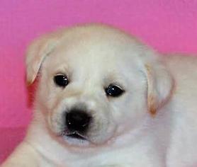 Boglen Terrier Dogs for adoption in Mukwonago, WI, USA