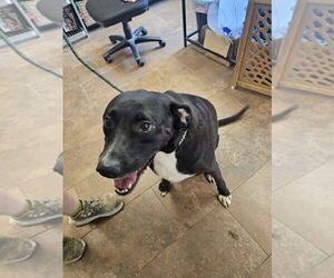 Boxador Dogs for adoption in Evansville, IN, USA