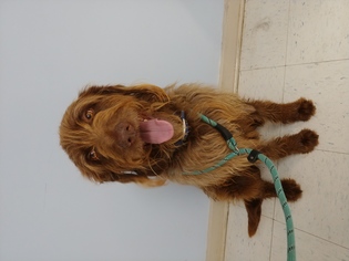 Goldendoodle Dogs for adoption in Bostic, NC, USA