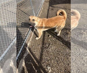 Mutt Dogs for adoption in Pryor, OK, USA