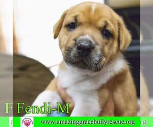 Beagle-Black Mouth Cur Mix Dogs for adoption in Pensacola, FL, USA