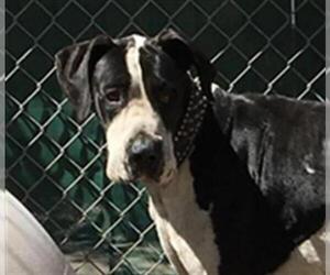 Great Dane Dogs for adoption in Missoula, MT, USA