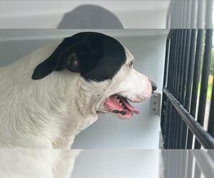 Borador Dogs for adoption in Houston, TX, USA