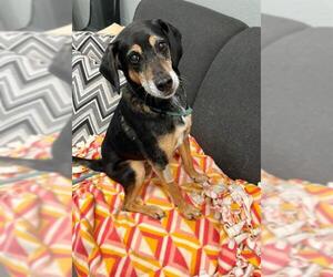 Mutt Dogs for adoption in Peoria, IL, USA