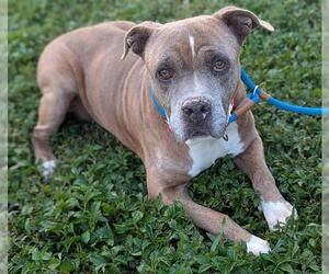 American Bulldog Dogs for adoption in Fort Lauderdale, FL, USA