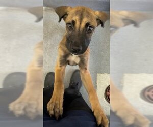 Boxer-Unknown Mix Dogs for adoption in San Antonio, TX, USA