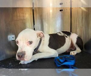 American Staffordshire Terrier-Unknown Mix Dogs for adoption in San Antonio, TX, USA