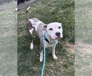 American Pit Bull Terrier Dogs for adoption in Glen Allen, VA, USA