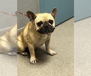French Bulldog-Unknown Mix Dogs for adoption in Las Vegas, NV, USA