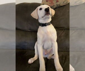 Labrador Retriever-Unknown Mix Dogs for adoption in Hillsboro, MO, USA